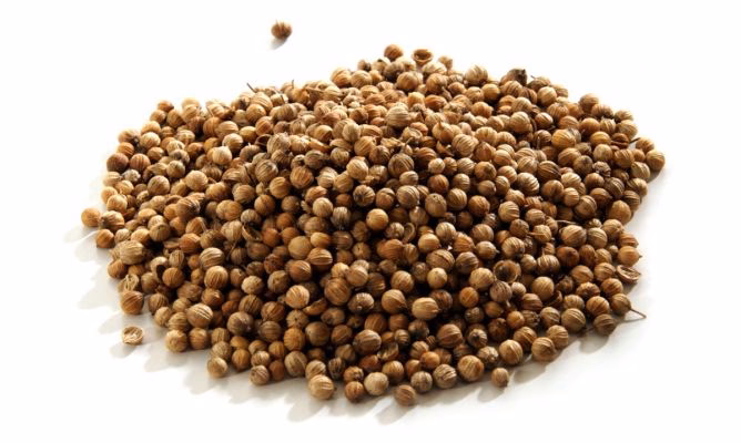 ¿Cómo se utiliza el coriandro en la cocina?