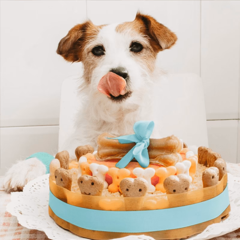 ¿Qué es la etología canina y felina?